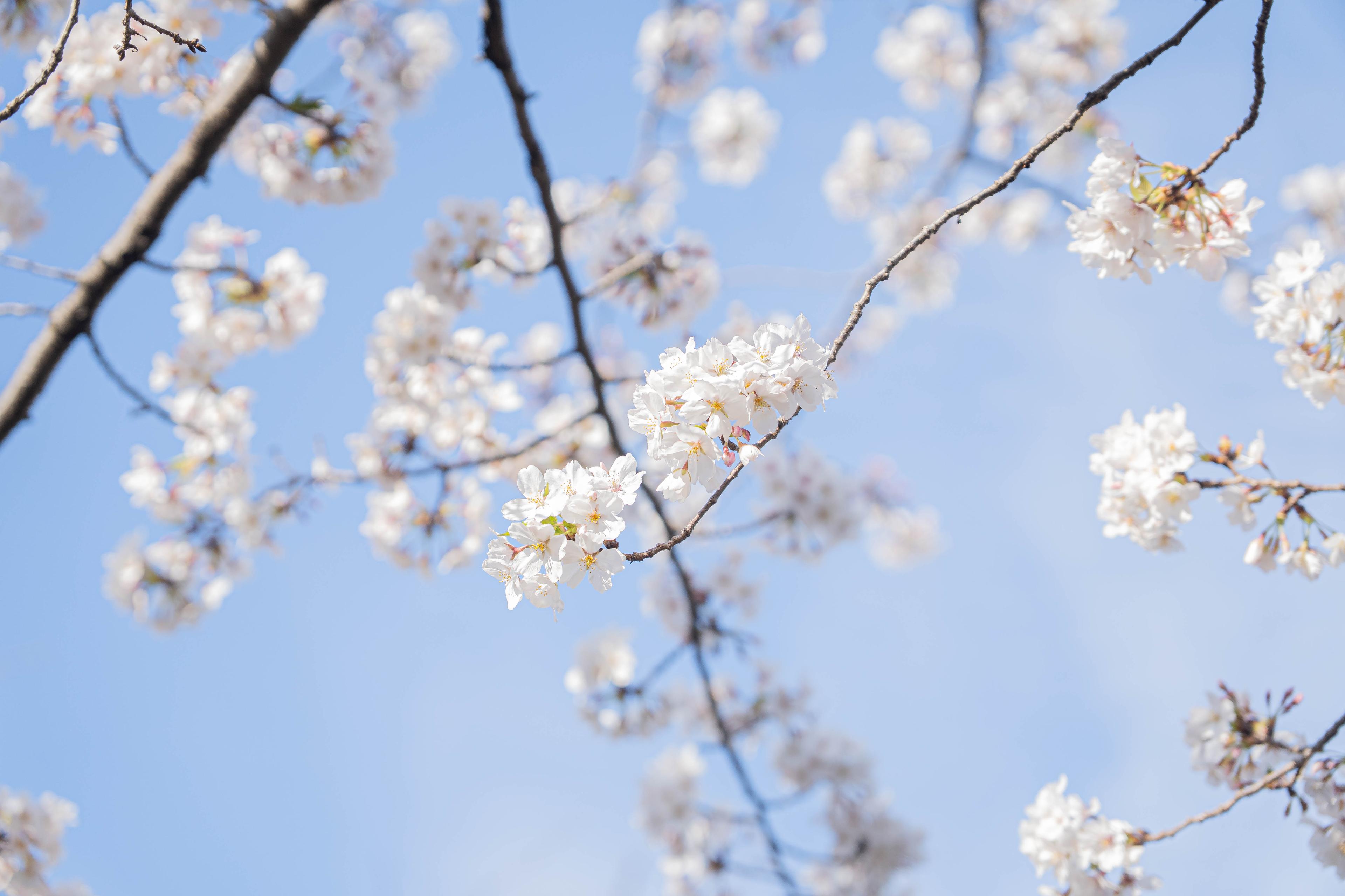 sakura