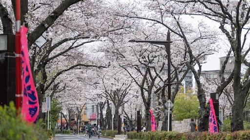 sakura
